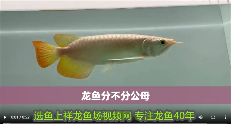 龍魚分不分公母 龍魚分不分公母 龍魚百科 第2張