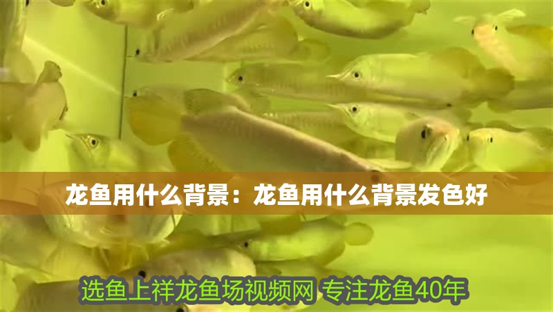 龍魚用什么背景：龍魚用什么背景發色好