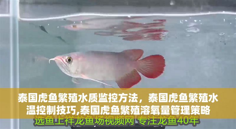 泰國虎魚繁殖水質(zhì)監(jiān)控方法，泰國虎魚繁殖水溫控制技巧,泰國虎魚繁殖溶氧量管理策略