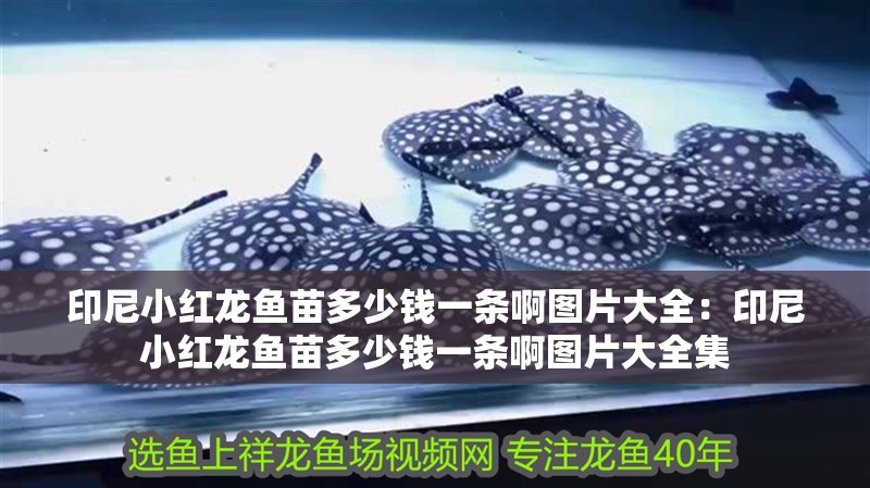 印尼小紅龍魚苗多少錢一條啊圖片大全：印尼小紅龍魚苗多少錢一條啊圖片大全集 印尼小紅龍魚苗多少錢一條啊圖片大全：印尼小紅龍魚苗多少錢一條啊圖片大全集 水族問答