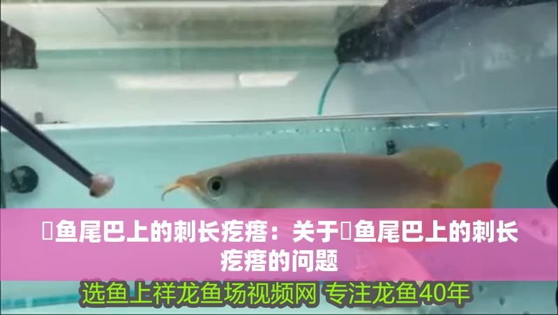 魟魚尾巴上的刺長疙瘩：關于魟魚尾巴上的刺長疙瘩的問題