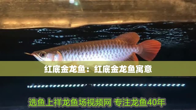 紅底金龍魚：紅底金龍魚寓意