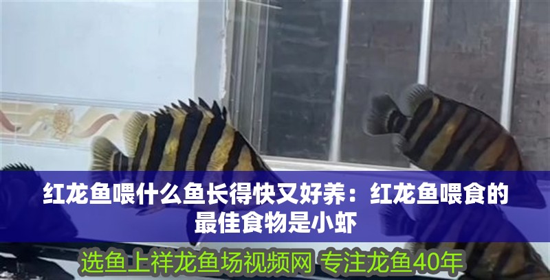 紅龍魚喂什么魚長得快又好養：紅龍魚喂食的最佳食物是小蝦