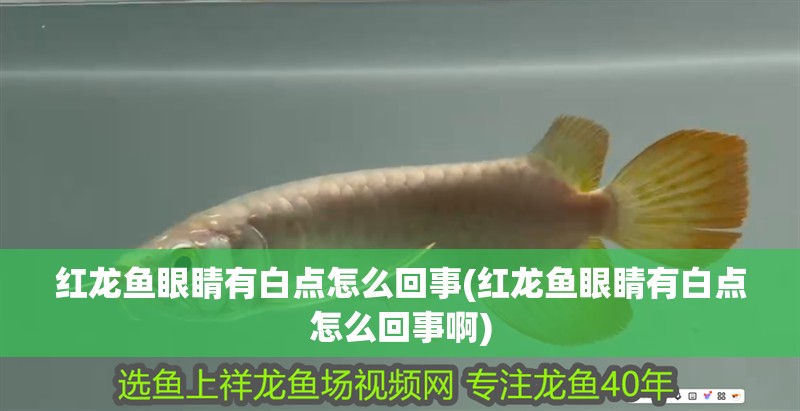 紅龍魚眼睛有白點怎么回事(紅龍魚眼睛有白點怎么回事啊)