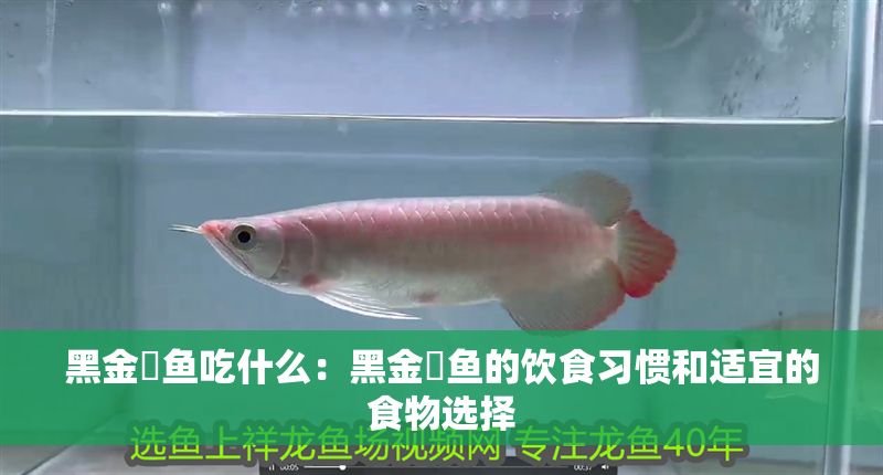 黑金魟魚吃什么：黑金魟魚的飲食習慣和適宜的食物選擇