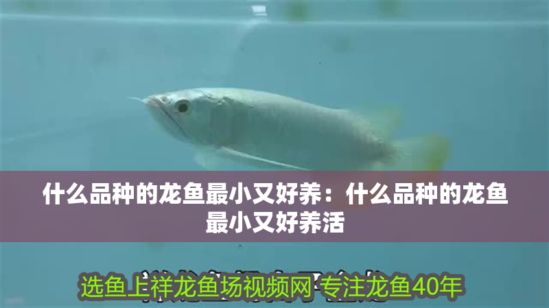 什么品種的龍魚最小又好養：什么品種的龍魚最小又好養活 什么品種的龍魚最小又好養：什么品種的龍魚最小又好養活 水族問答