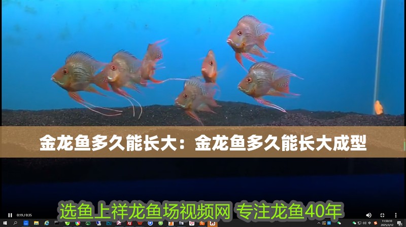 金龍魚多久能長大：金龍魚多久能長大成型 金龍魚多久能長大：金龍魚多久能長大成型 水族問答