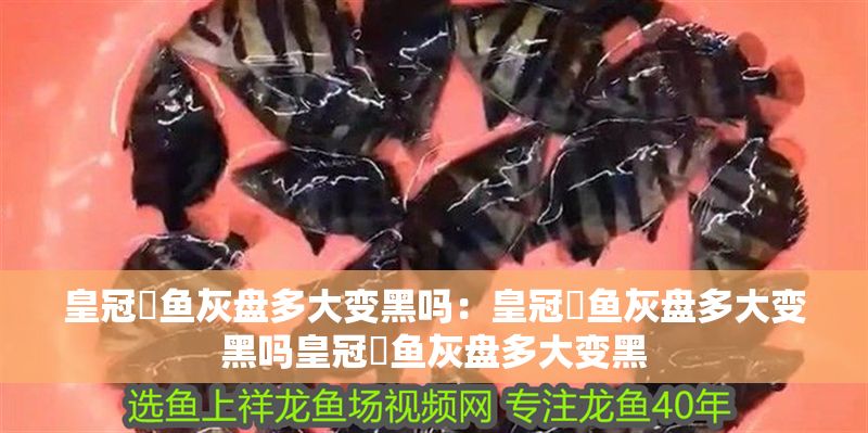 皇冠魟魚灰盤多大變黑嗎：皇冠魟魚灰盤多大變黑嗎皇冠魟魚灰盤多大變黑