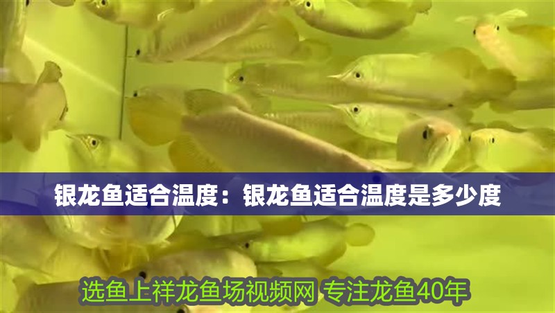 銀龍魚適合溫度：銀龍魚適合溫度是多少度