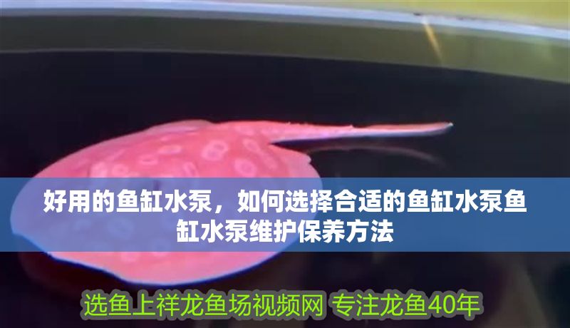 好用的魚缸水泵，如何選擇合適的魚缸水泵魚缸水泵維護保養方法 好用的魚缸水泵，如何選擇合適的魚缸水泵魚缸水泵維護保養方法 魚缸百科 第2張