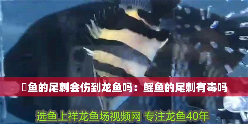 魟魚的尾刺會傷到龍魚嗎：鰩魚的尾刺有毒嗎