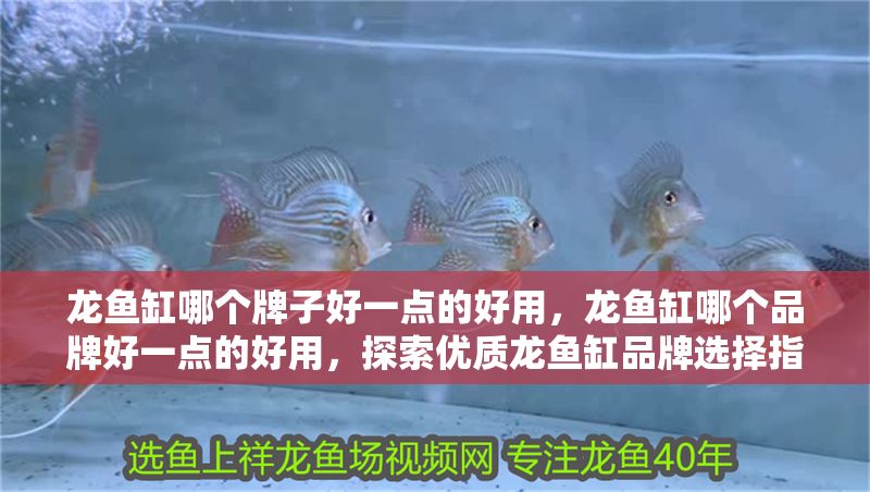 龍魚(yú)缸哪個(gè)牌子好一點(diǎn)的好用，龍魚(yú)缸哪個(gè)品牌好一點(diǎn)的好用，探索優(yōu)質(zhì)龍魚(yú)缸品牌選擇指南