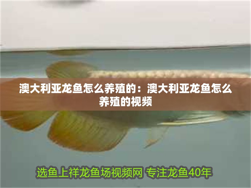 澳大利亞龍魚怎么養殖的：澳大利亞龍魚怎么養殖的視頻