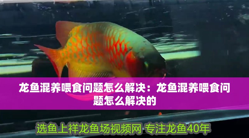 龍魚混養喂食問題怎么解決：龍魚混養喂食問題怎么解決的 龍魚混養喂食問題怎么解決：龍魚混養喂食問題怎么解決的 水族問答