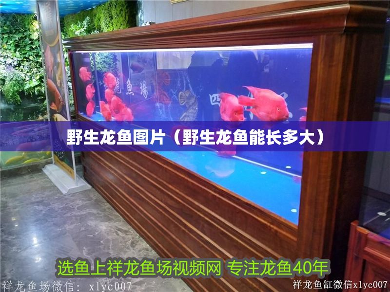 野生龍魚圖片（野生龍魚能長多大）