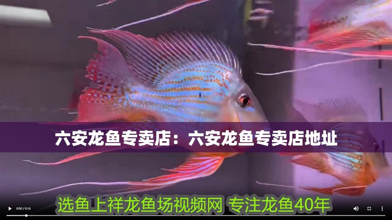 六安龍魚專賣店：六安龍魚專賣店地址 六安龍魚專賣店：六安龍魚專賣店地址 水族問答