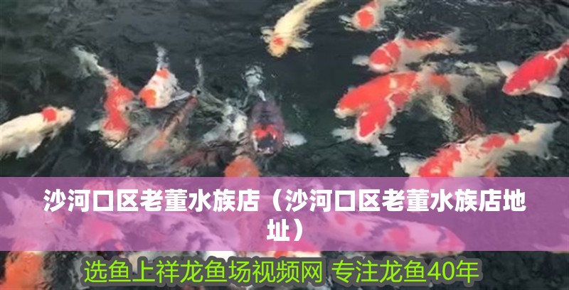 沙河口區老董水族店（沙河口區老董水族店地址）