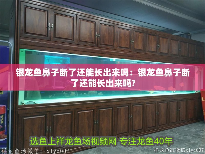 銀龍魚鼻子斷了還能長出來嗎：銀龍魚鼻子斷了還能長出來嗎? 銀龍魚鼻子斷了還能長出來嗎：銀龍魚鼻子斷了還能長出來嗎? 水族問答