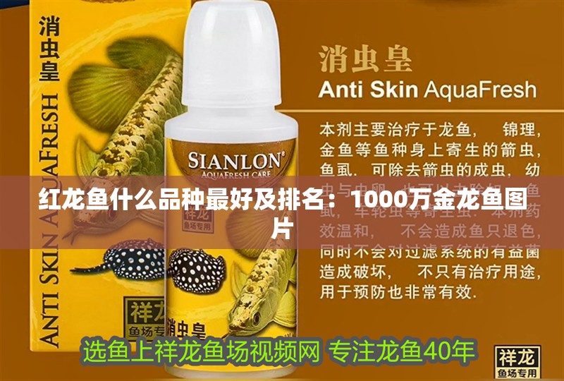 紅龍魚什么品種最好及排名：1000萬金龍魚圖片