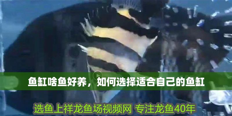 魚缸啥魚好養，如何選擇適合自己的魚缸