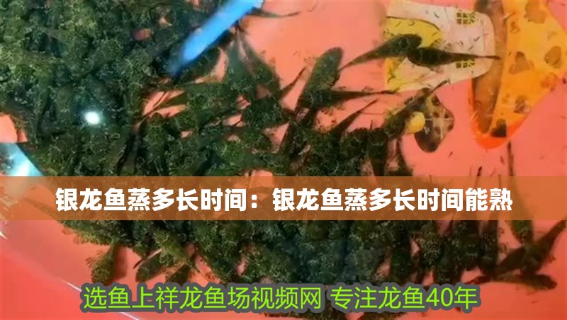 銀龍魚蒸多長時間：銀龍魚蒸多長時間能熟 銀龍魚蒸多長時間：銀龍魚蒸多長時間能熟 水族問答
