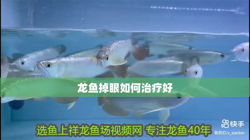 龍魚掉眼如何治療好