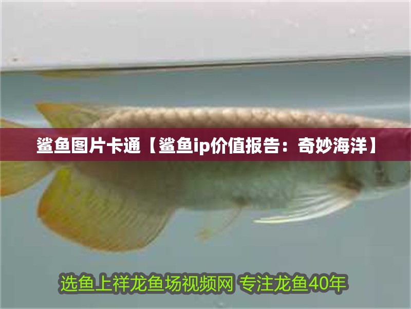 鯊魚(yú)圖片卡通【鯊魚(yú)ip價(jià)值報(bào)告：奇妙海洋】