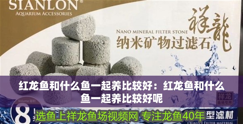 紅龍魚和什么魚一起養比較好：紅龍魚和什么魚一起養比較好呢 紅龍魚和什么魚一起養比較好：紅龍魚和什么魚一起養比較好呢 水族問答