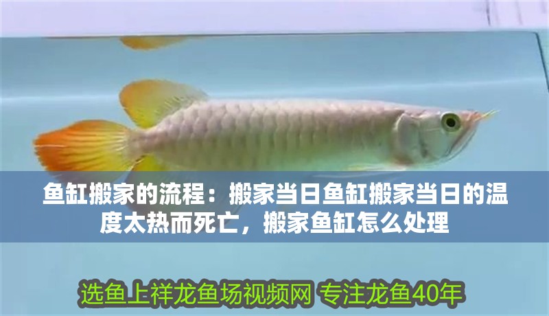 魚缸搬家的流程：搬家當日魚缸搬家當日的溫度太熱而死亡，搬家魚缸怎么處理