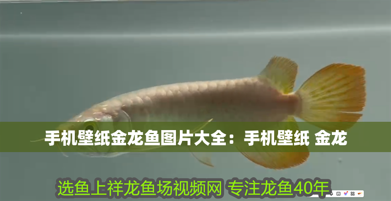 手機壁紙金龍魚圖片大全：手機壁紙 金龍