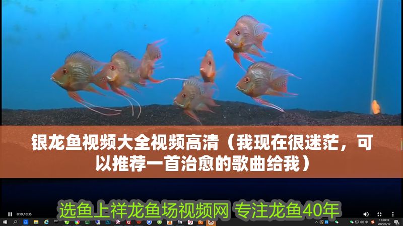 銀龍魚視頻大全視頻高清（我現在很迷茫，可以推薦一首治愈的歌曲給我）
