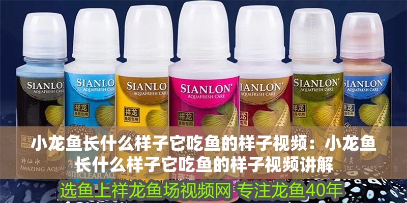 小龍魚長什么樣子它吃魚的樣子視頻：小龍魚長什么樣子它吃魚的樣子視頻講解