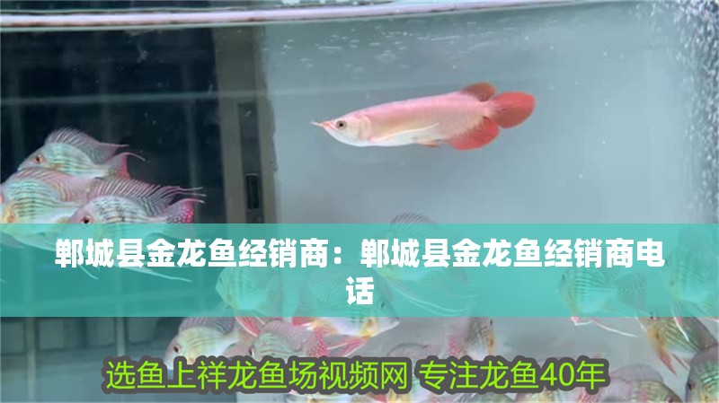 鄲城縣金龍魚經銷商:鄲城縣金龍魚經銷商電話 水族問答 鄲城縣金龍魚經銷商:鄲城縣金龍魚經銷商電話 鄲城縣金龍魚經銷商:鄲城縣金龍魚經銷商電話 水族問答