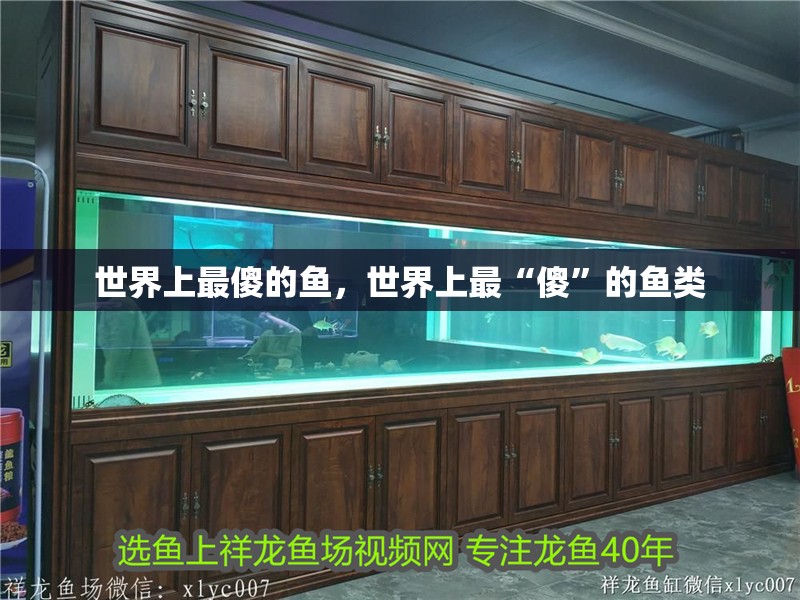 世界上最傻的魚，世界上最“傻”的魚類