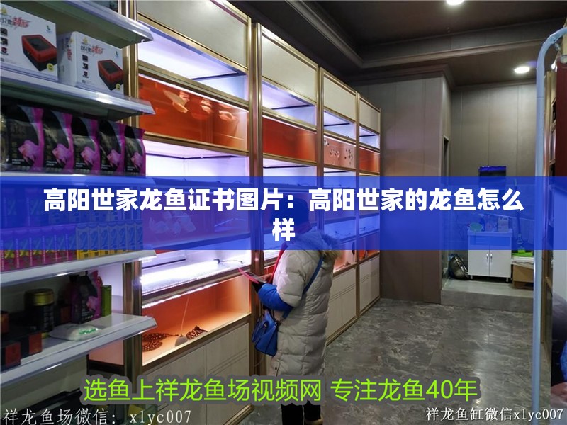 高陽世家龍魚證書圖片：高陽世家的龍魚怎么樣