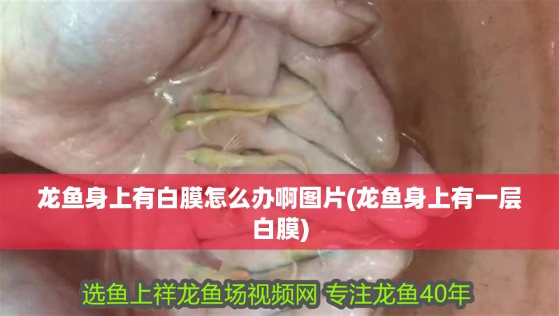 龍魚身上有白膜怎么辦啊圖片(龍魚身上有一層白膜)