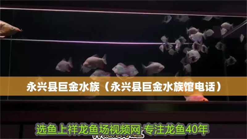 永興縣巨金水族（永興縣巨金水族館電話）