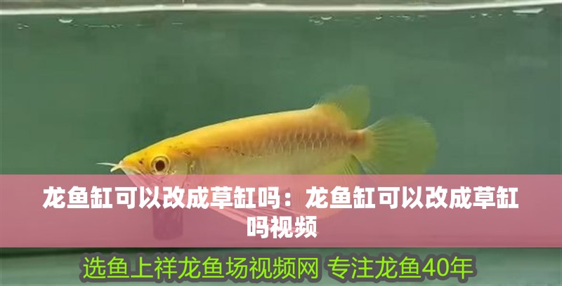 龍魚缸可以改成草缸嗎：龍魚缸可以改成草缸嗎視頻