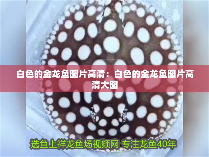 白色的金龍魚圖片高清：白色的金龍魚圖片高清大圖
