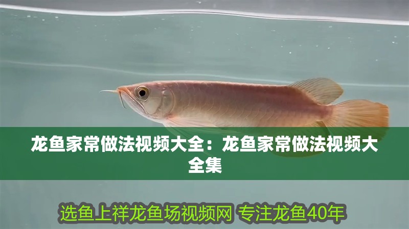 龍魚家常做法視頻大全：龍魚家常做法視頻大全集