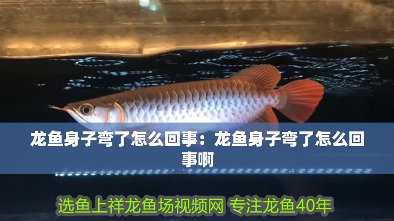 龍魚身子彎了怎么回事：龍魚身子彎了怎么回事啊