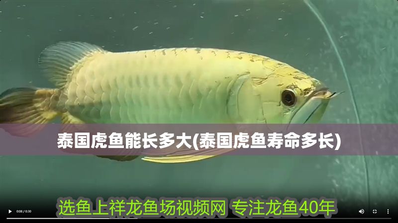 泰國(guó)虎魚(yú)能長(zhǎng)多大(泰國(guó)虎魚(yú)壽命多長(zhǎng)) 泰國(guó)虎魚(yú)能長(zhǎng)多大(泰國(guó)虎魚(yú)壽命多長(zhǎng)) 虎魚(yú)百科 第1張