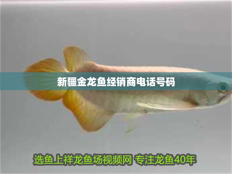 我的虎魚真菌感染了要怎么處理 新疆金龍魚經銷商電話號碼 龍魚百科 新疆金龍魚經銷商電話號碼 新疆金龍魚經銷商電話號碼 龍魚百科
