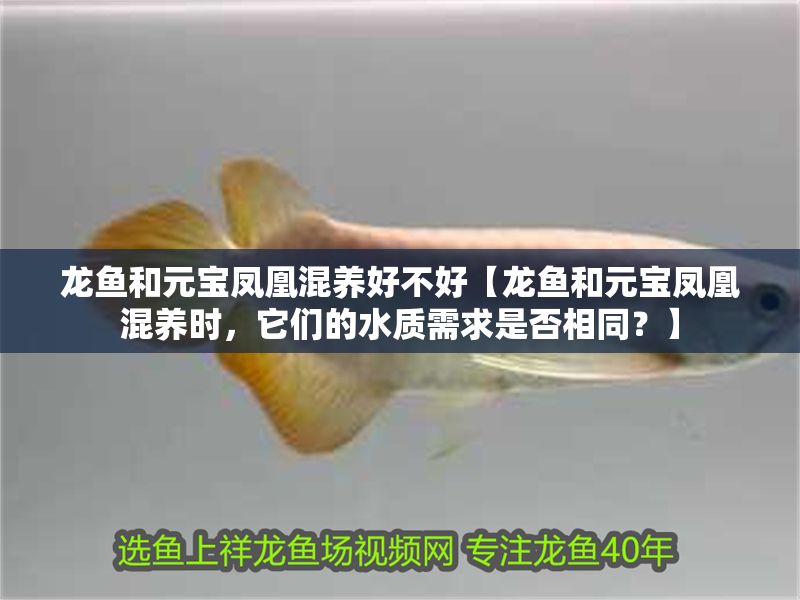 龍魚和元寶鳳凰混養好不好【龍魚和元寶鳳凰混養時，它們的水質需求是否相同？】 龍魚和元寶鳳凰混養好不好【龍魚和元寶鳳凰混養時，它們的水質需求是否相同？】 元寶鳳凰魚百科 第1張