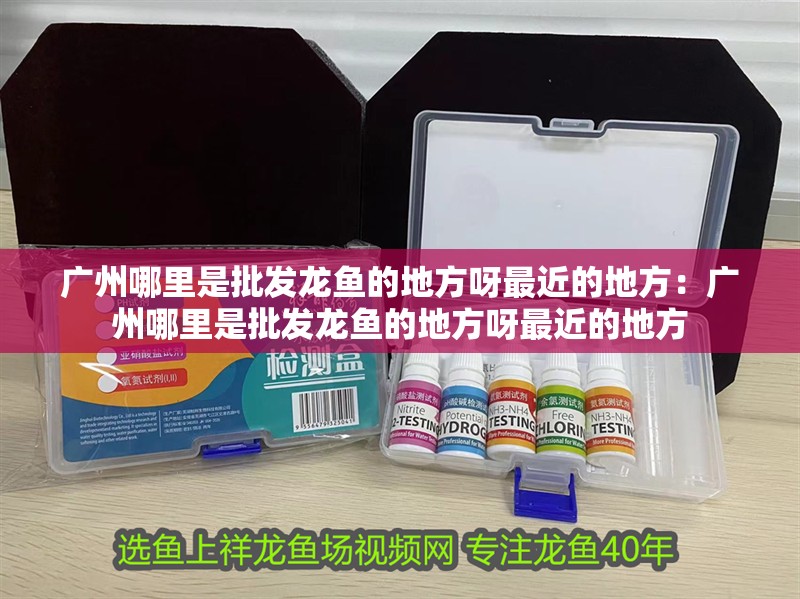 廣州哪里是批發龍魚的地方呀最近的地方：廣州哪里是批發龍魚的地方呀最近的地方 廣州哪里是批發龍魚的地方呀最近的地方：廣州哪里是批發龍魚的地方呀最近的地方 水族問答