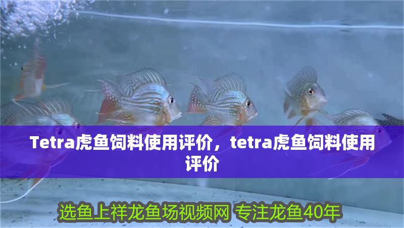 Tetra虎魚飼料使用評價，tetra虎魚飼料使用評價