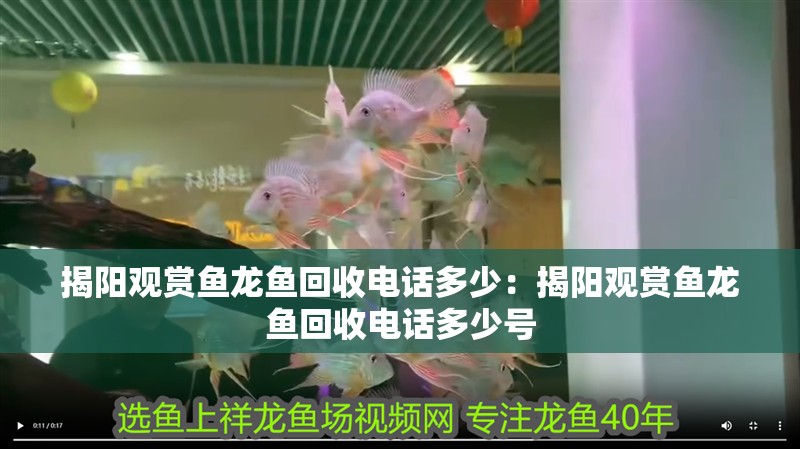 揭陽觀賞魚龍魚回收電話多少：揭陽觀賞魚龍魚回收電話多少號