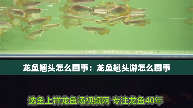 龍魚翹頭怎么回事：龍魚翹頭游怎么回事