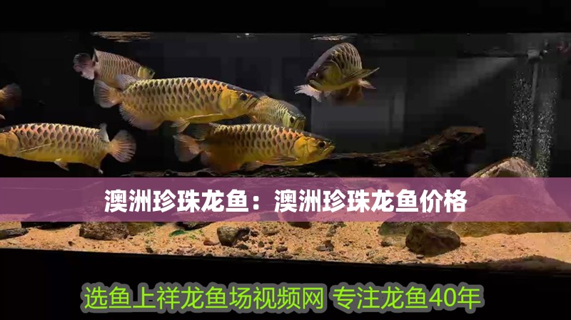 澳洲珍珠龍魚：澳洲珍珠龍魚價格