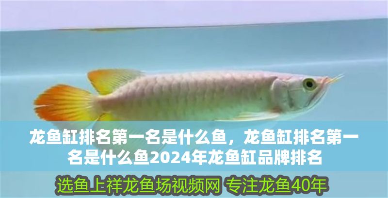 龍魚缸排名第一名是什么魚，龍魚缸排名第一名是什么魚2024年龍魚缸品牌排名
